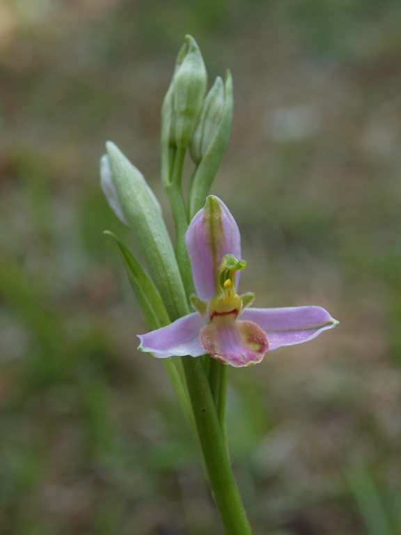 Ophrys apifera var. tilaventina